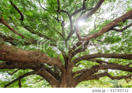 Big rain tree branch shady 33730712