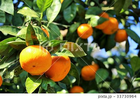 みかん畑 33730964