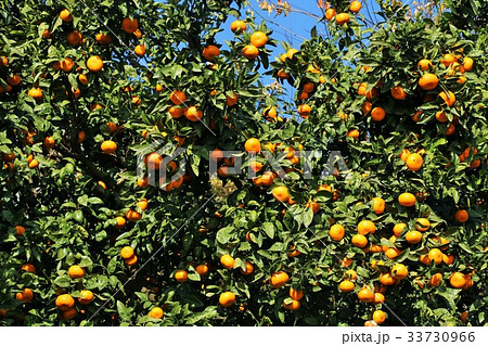 冬のみかん 33730966