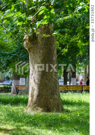 Old big green tree in central park Old big green tree in central park 33731902