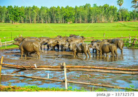 Buffaloes covered with mud on rice farm 33732575