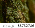 黄昏の苔 33732786
