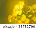 gaiety 33732790
