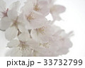 パステル調の花 33732799