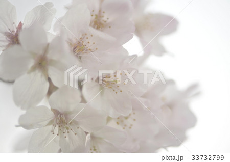 パステル調の花 33732799