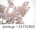 パステル調の花 33732802
