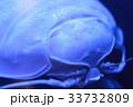 太古の甲虫 33732809