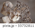 残滓 33732811