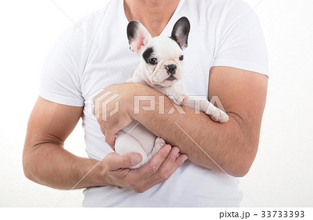 French bulldog puppy 33733393