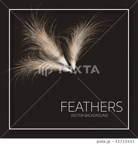 Vector illustration of feathers. 33733435