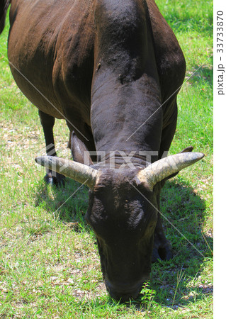 the Cows grazing in a green pasture 33733870