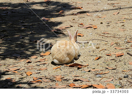 Cute Rabbit at Okunoshima, Hiroshima, Japan Cute Rabbit at Okunoshima, Hiroshima, Japan 33734303