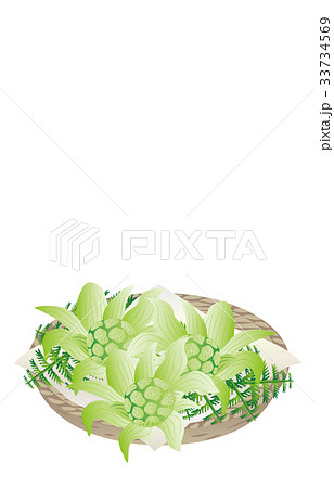 春の風物詩ふきのとう 33734569