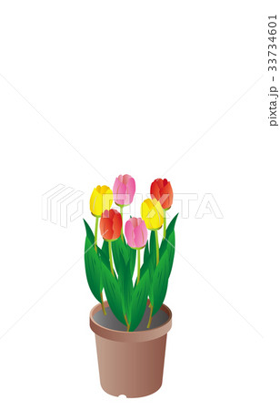 春の風物詩チューリップ 33734601