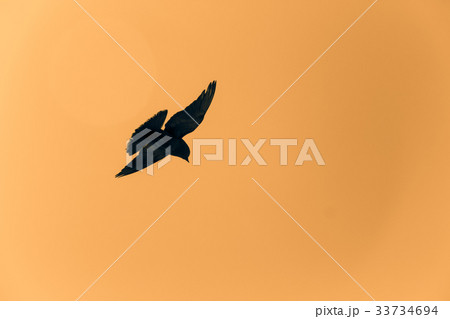 Silhouette of a pigeon flying in the yellow sky 33734694