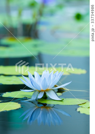 熱帯性睡蓮（スイレン） 33734986