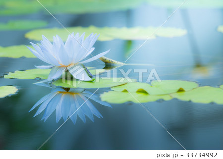 熱帯性睡蓮(スイレン) 熱帯性睡蓮(スイレン) 33734992