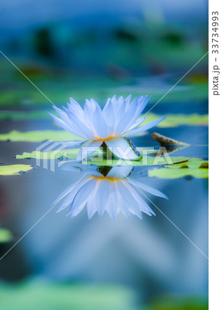 熱帯性睡蓮（スイレン） 33734993