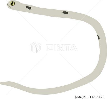 チンアナゴ 33735178