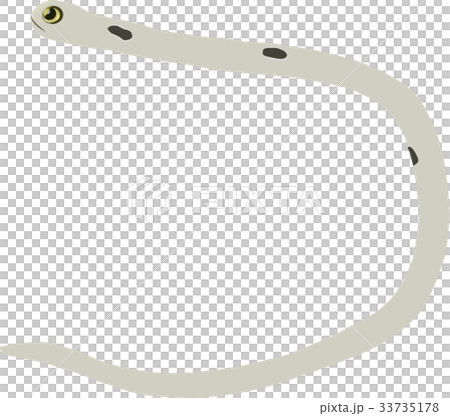 チンアナゴ 33735178