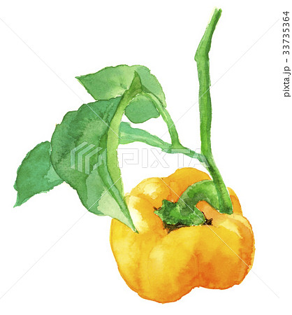 黄色のパプリカ 33735364