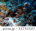 ハタタテハゼ 33735507