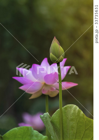 Pink lotus Pink lotus 33735631