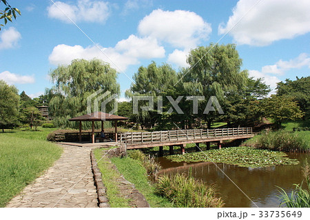 夏の蓮田市西城沼公園 33735649