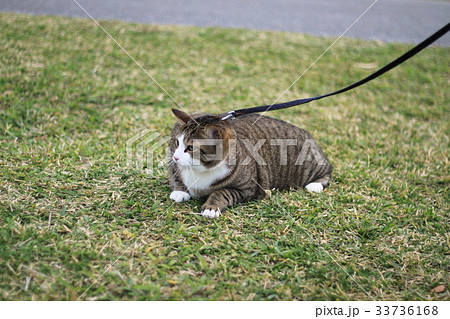 ぐずる猫ちゃんの写真素材