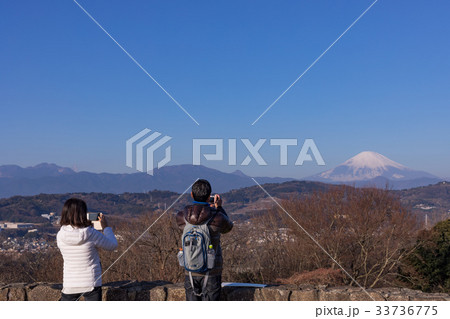 吾妻山公園の早春、富士山と名の花が咲き誇る1月、二宮町 33736775