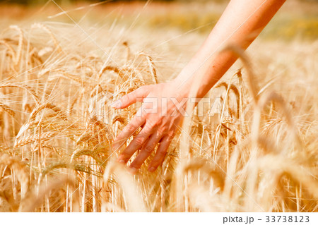 Picture of human's hand with wheat spikes 33738123