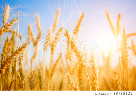 Photo of ripe wheat in field 33738125