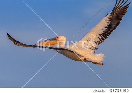 white pelican (pelecanus onocrotalus) white pelican (pelecanus onocrotalus) 33738499
