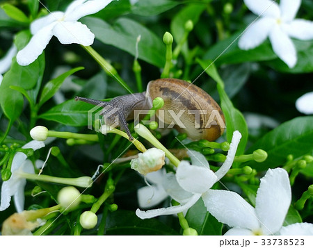 Snail 33738523
