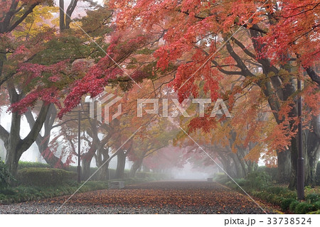 大山参道の紅葉 大山参道の紅葉 33738524