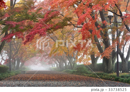 大山参道の紅葉 大山参道の紅葉 33738525