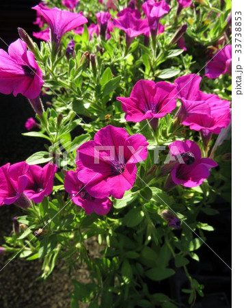 ペチュニアエポック 33738853