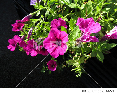 ペチュニアエポック 33738854