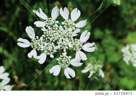 オルラヤ・グランディフローラ オルラヤ・グランディフローラ 33739972