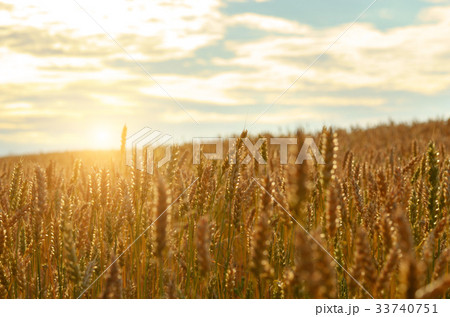 Wheat field under blue sky Wheat field under blue sky 33740751