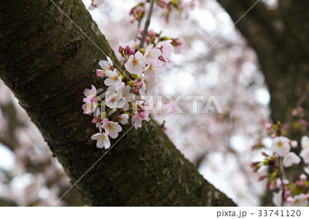 権現堂堤の桜の花 権現堂堤の桜の花 33741120