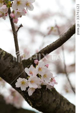 権現堂堤の桜の花 33741121