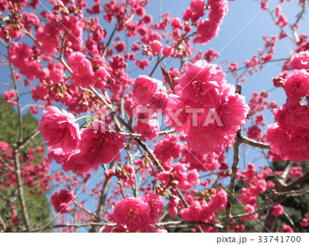 九族文化村の桜（台湾） 33741700