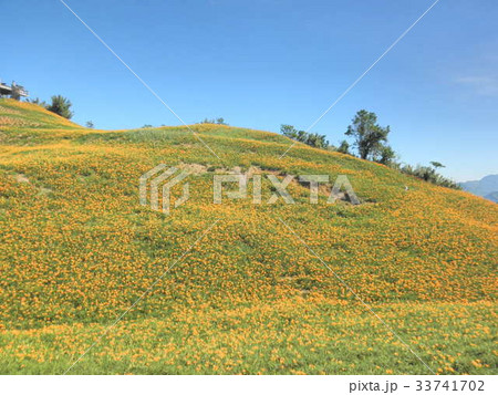 金針花・ワスレグサ（台湾） 33741702