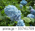鎌倉のアジサイ 33741709