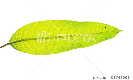 Mango leaf with water dew drop on white 33742001