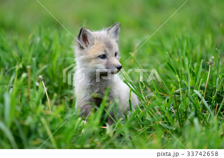Fox cub in grass Fox cub in grass 33742658