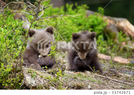 Brown bear cub Brown bear cub 33742671