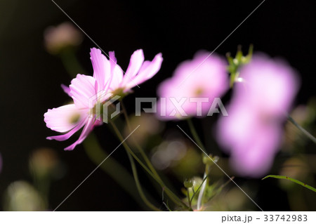 コスモス ピンク コスモス ピンク 33742983