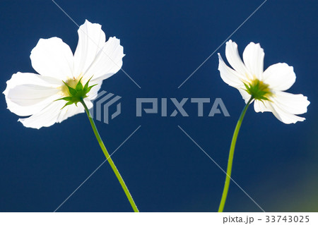 コスモス ホワイト コスモス ホワイト 33743025